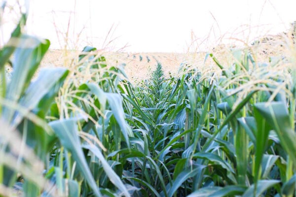 Popcorn field